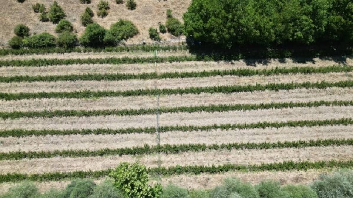 Çiftçilerin yeni tercihi: 30 yıl boyunca gelir sağlayan dayanıklı ürün