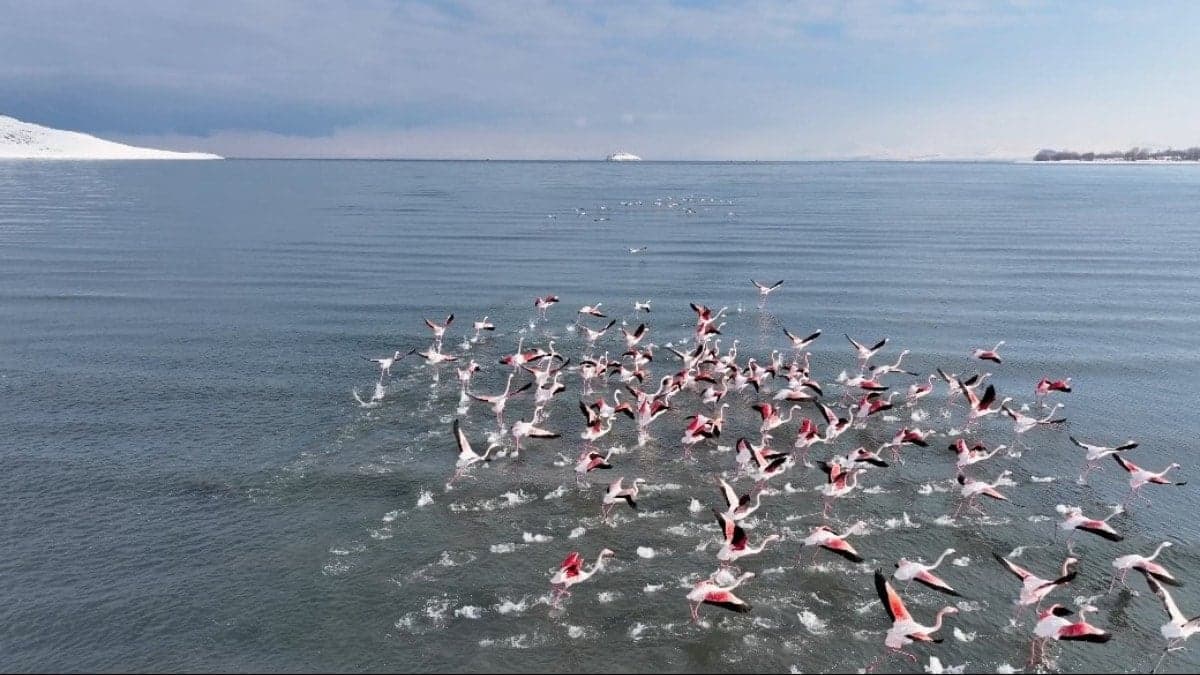Flamingolar soğuk havaya rağmen göç etmedi
