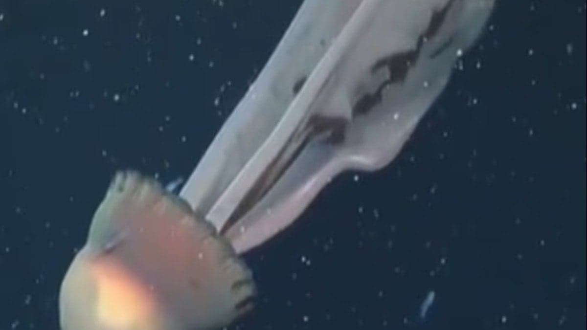 Bilim insanları şaşkın: Dev deniz anası görüntülendi