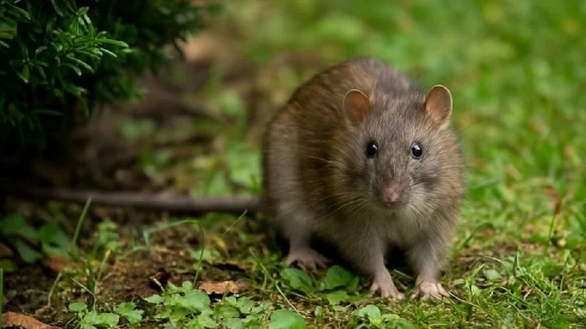 Fareleri evden uzak tutmanın maliyetsiz yolları bulundu
