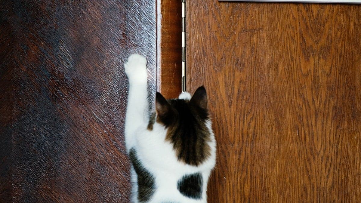 Kediniz meğer bu yüzden geceleri kapınızı tırmalıyormuş