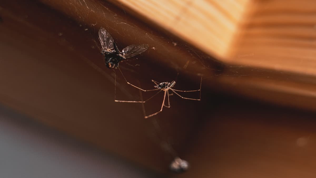 Kışın evinizdeki örümcekleri öldürmeyin: Sağlığınız onların ağlarına bağlı