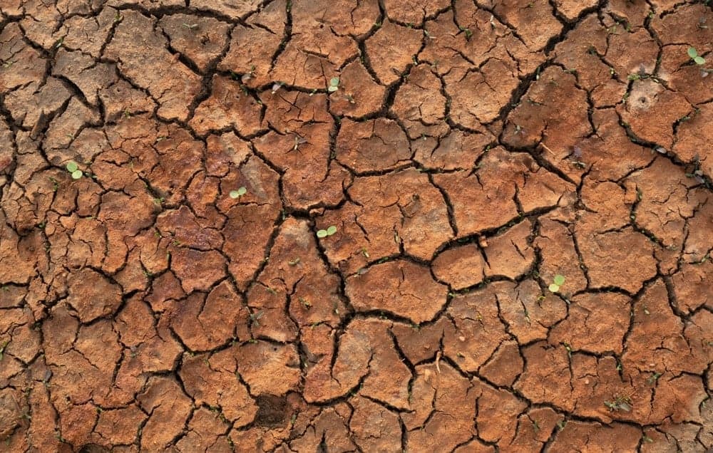 Kuraklığa karşı 'kök' hamlesi