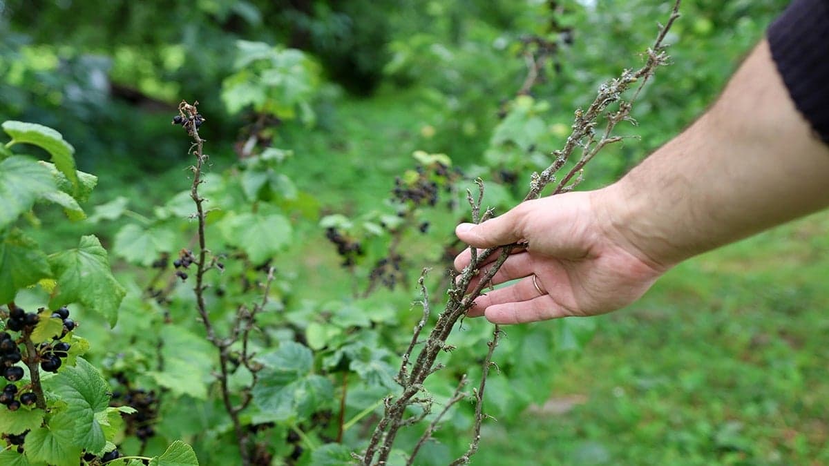 Yiyen de eken de kazanıyor