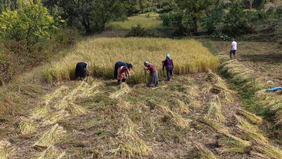Artvin'de hasat zamanı: Altın sarısı başaklar olgunlaştı