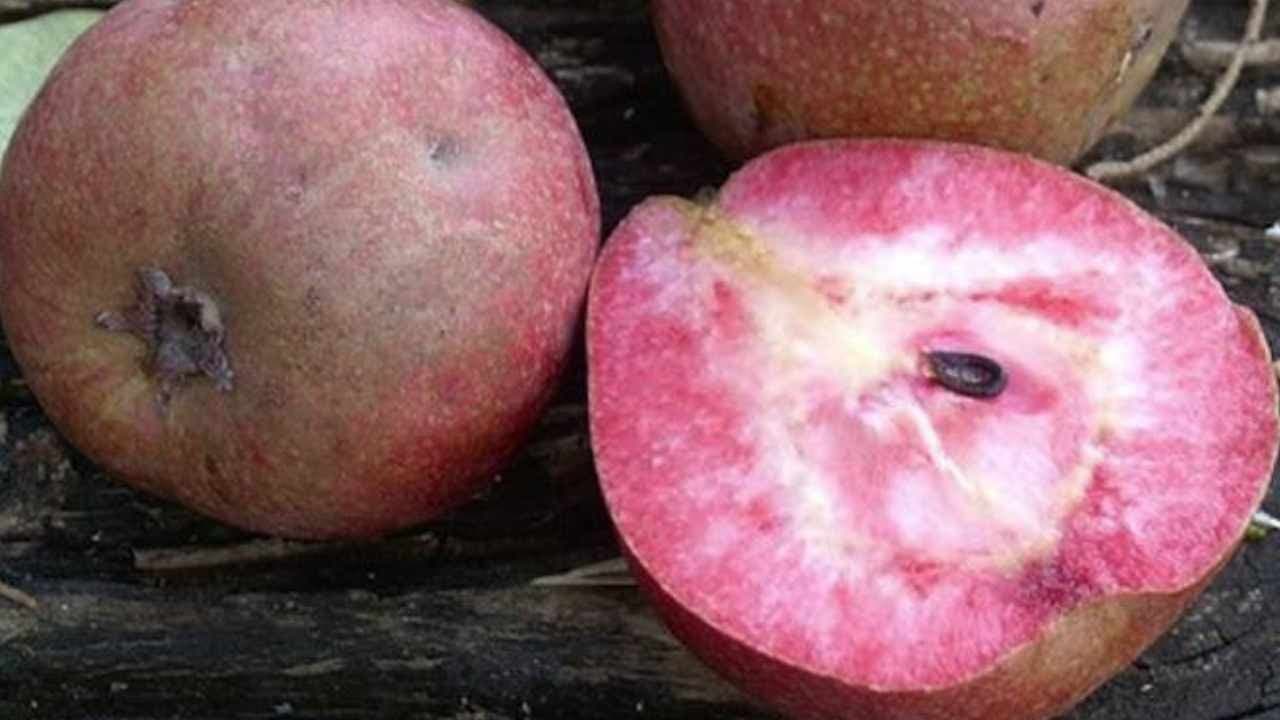 Karpuz gibi kırmızı meyve sadece bir yerde yetişiyor