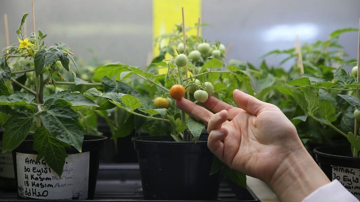 Türk Bilim İnsanları Ay ve Mars toprağında domates yetiştirdi