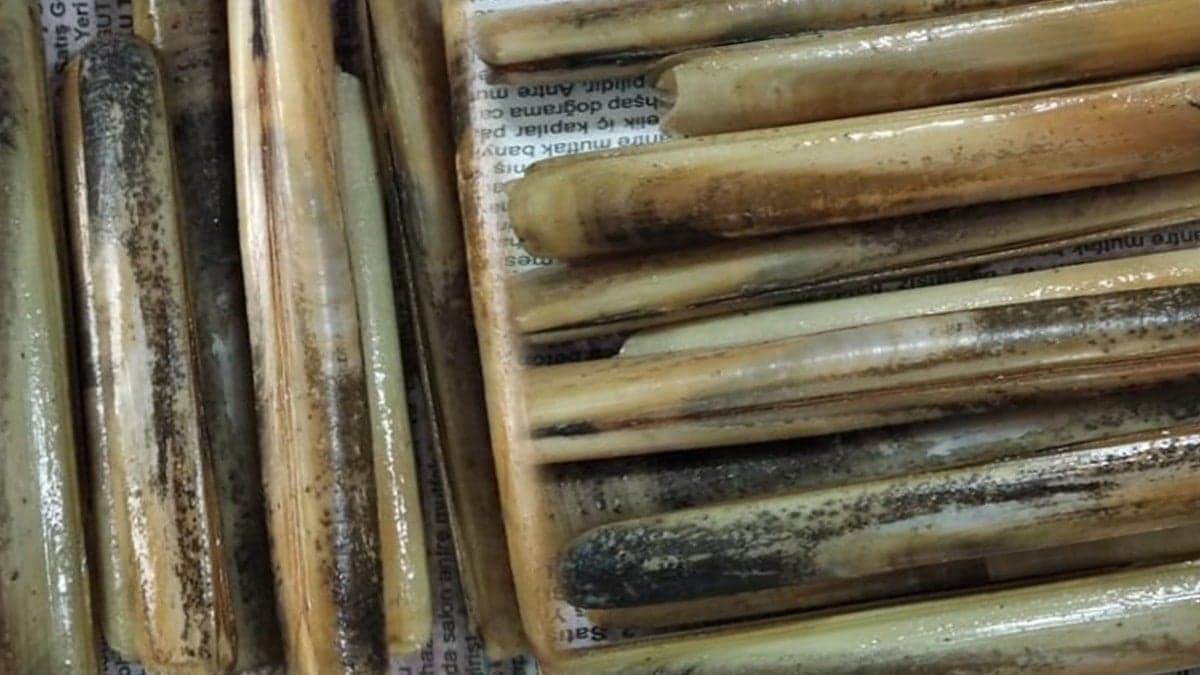 Japonlar peşine düştü, Türkiye kıyılarına vuruyor: Değeri bir anda katlandı