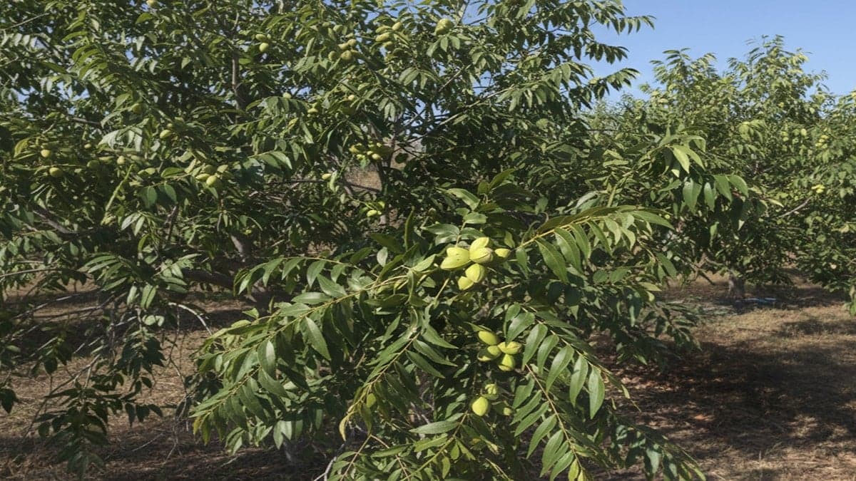 Bahçesine eken milyoner oluyor: Pazarın tek hakimi olacak