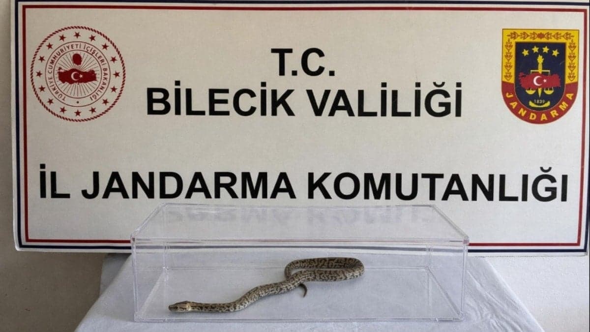 Bilecik'te evde nesli tükenmekte olan piton ele geçirildi