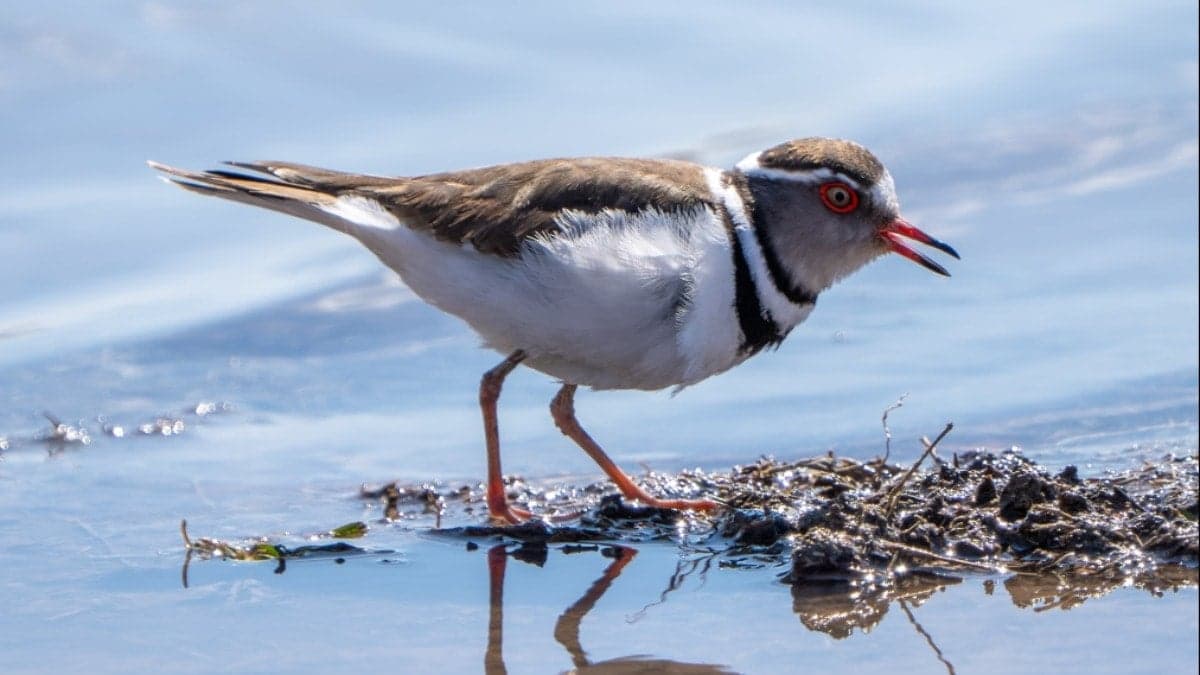 Türkiye'de ilk kez Gaziantep'te görüldü: Göç mevsiminde sürpriz...