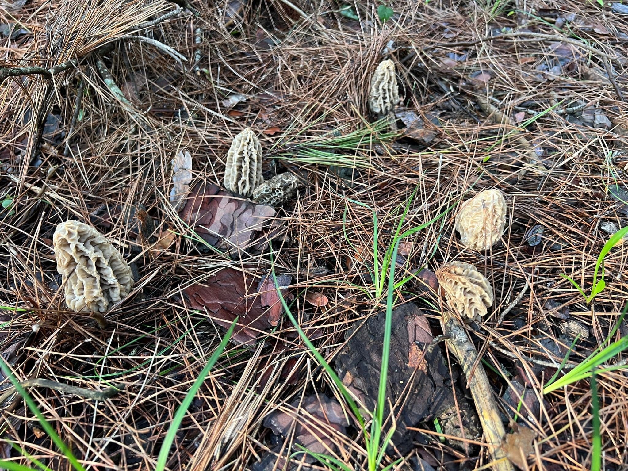 Doğada kendiliğinden yetişen gizli servet: Kilosu 3 bin liradan pazarda yok satıyor