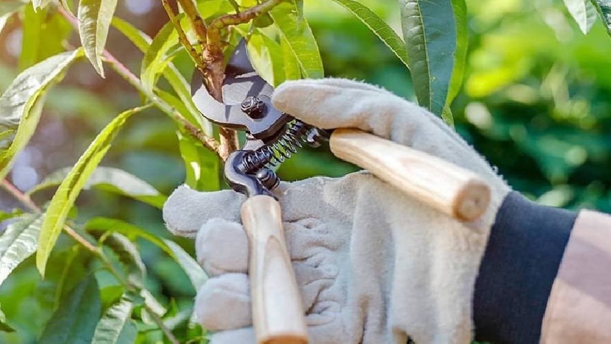 Bahçenize asla dikilmemesi gereken ağaçlar: Evin temelini mahvediyor