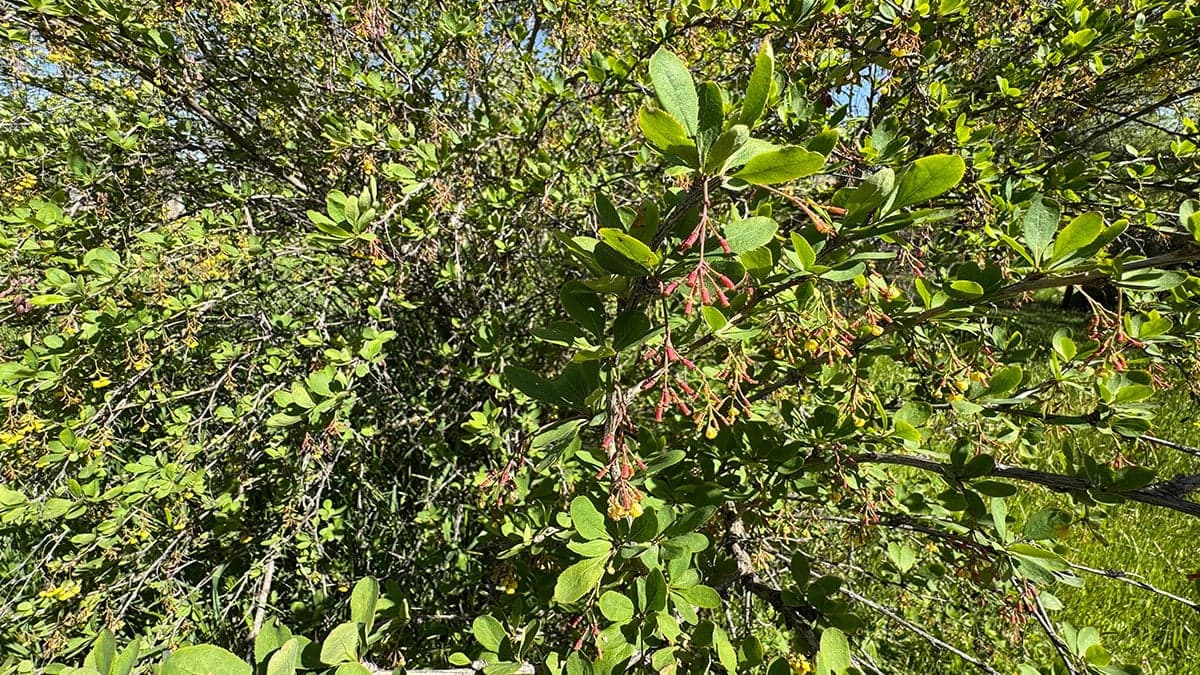 Rusların yüzyıllardır gizlediği 'yaşam iksiri' Türkiye’de bedava yetişiyor