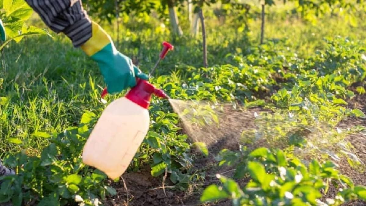 Bahçedeki yabani otlar 24 saatte yok olacak: Çözüm mutfak dolabında