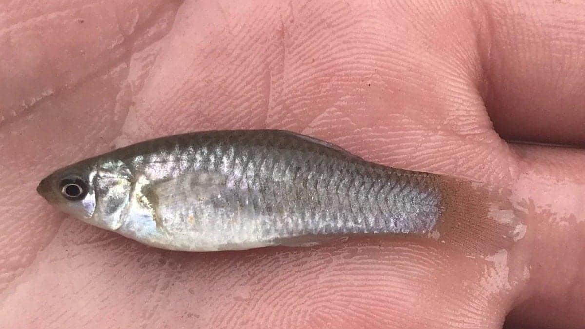 100 bin yıldır erkek olmadan çoğalıyorlar