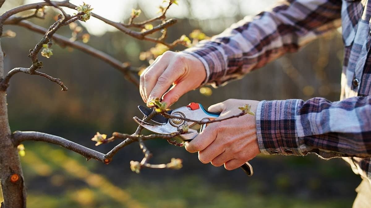 Mart ayında budama makasından uzak tutun: Bu bitkileri sakın kesmeyin