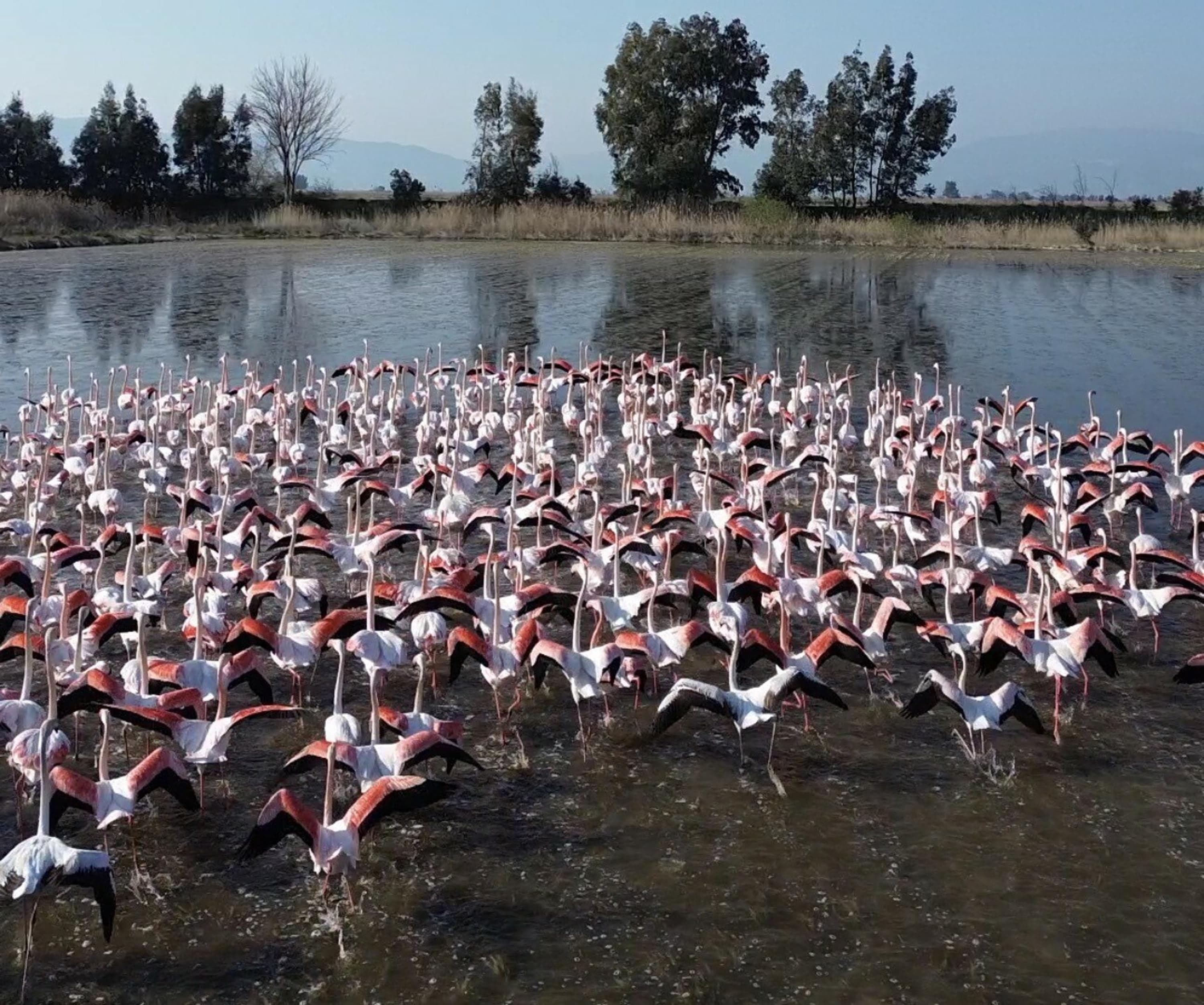 Hasat için tarlaya giden Aydınlılar manzara karşısında şoke oldu