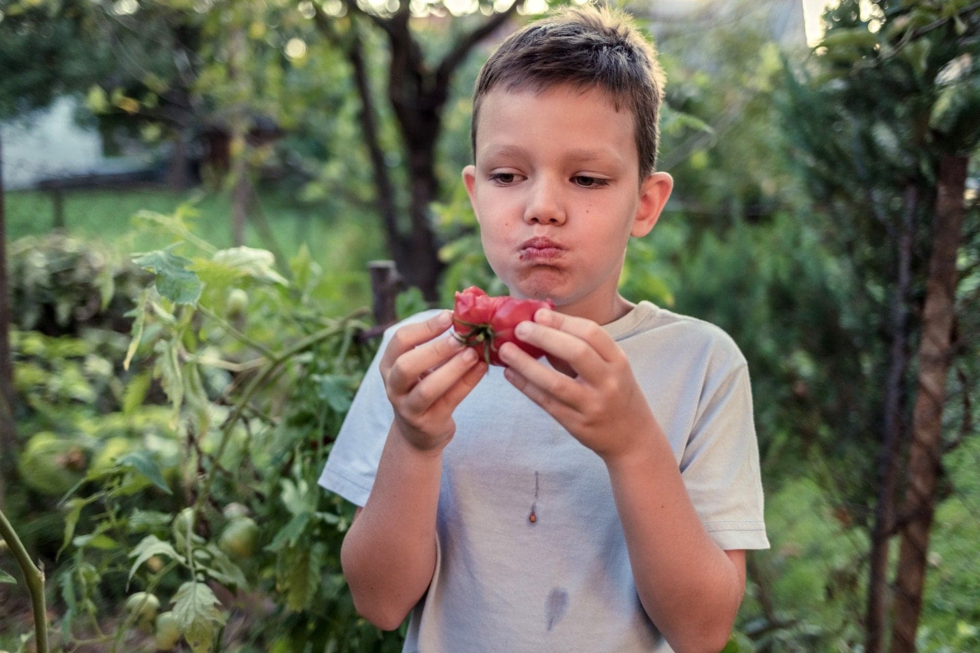 Domatesin tadı artık patlamış mısır gibi olacak