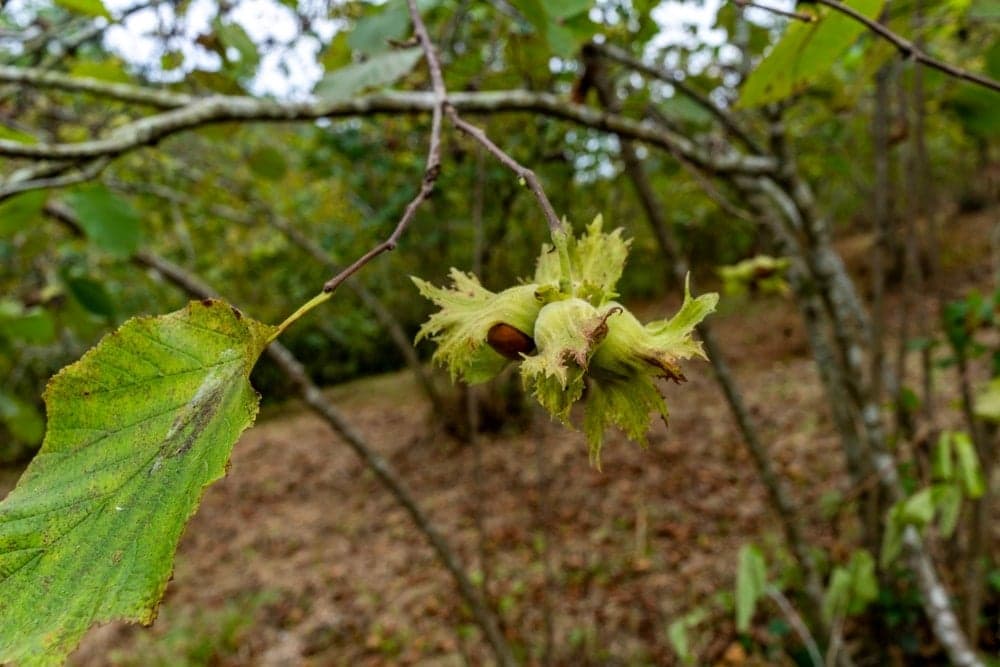 İspanya ve Fransa'yı geride bıraktı: Giresun'da yetiştirilen ürün tüm dünyaya satılıyor