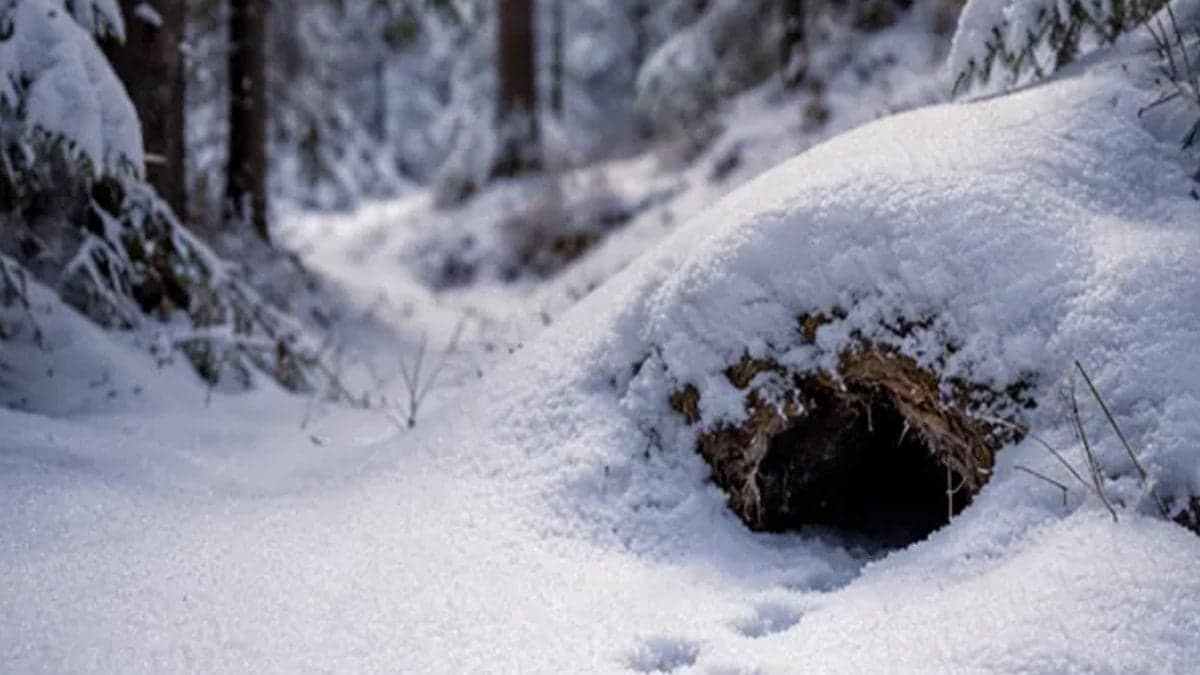 Çığlığıyla korku salıyor: Kimse elinden kurtulamıyor