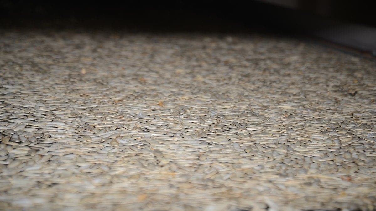 Antep fıstığı veya ceviz değil: Baklavanın içine bunu koyuyorlar, Türkler kapış kapış alıyor