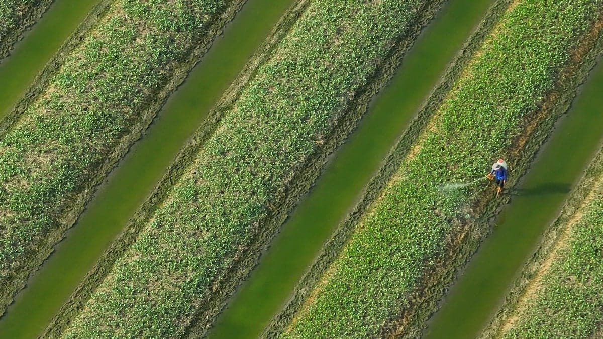 Dünyanın en yararlı sebzesi ama Türkler evine bile sokmuyor