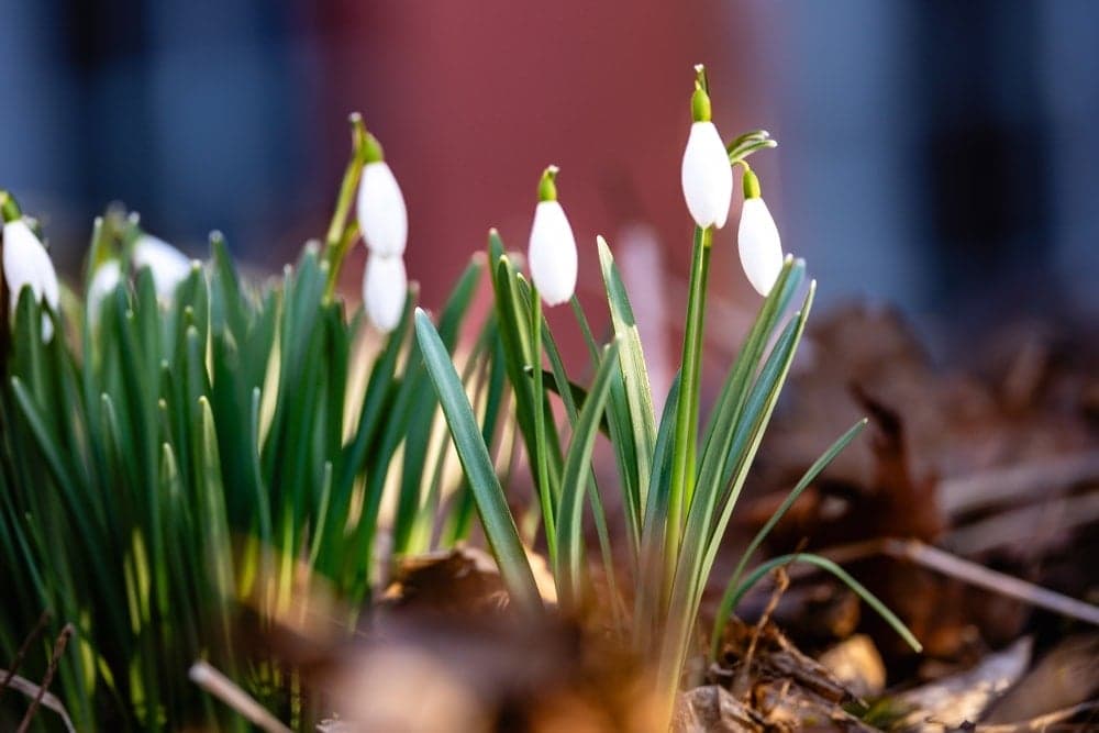 Koparanın ocağı sönüyor! Yanlışlıkla bile olsa bu çiçeğe el sürmeyin