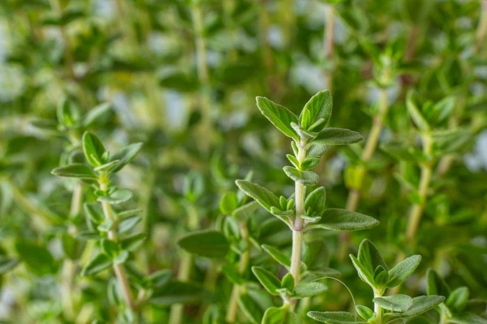Bu topraklarda yetişiyor: Tepeden tırnağa antibiyotik deposu çıktı