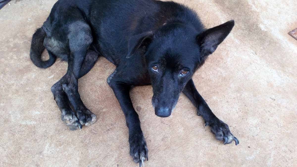 Sokakta gördüğü köpeğe durup selam vermek aslında derin psikolojik bir anlam taşıyor