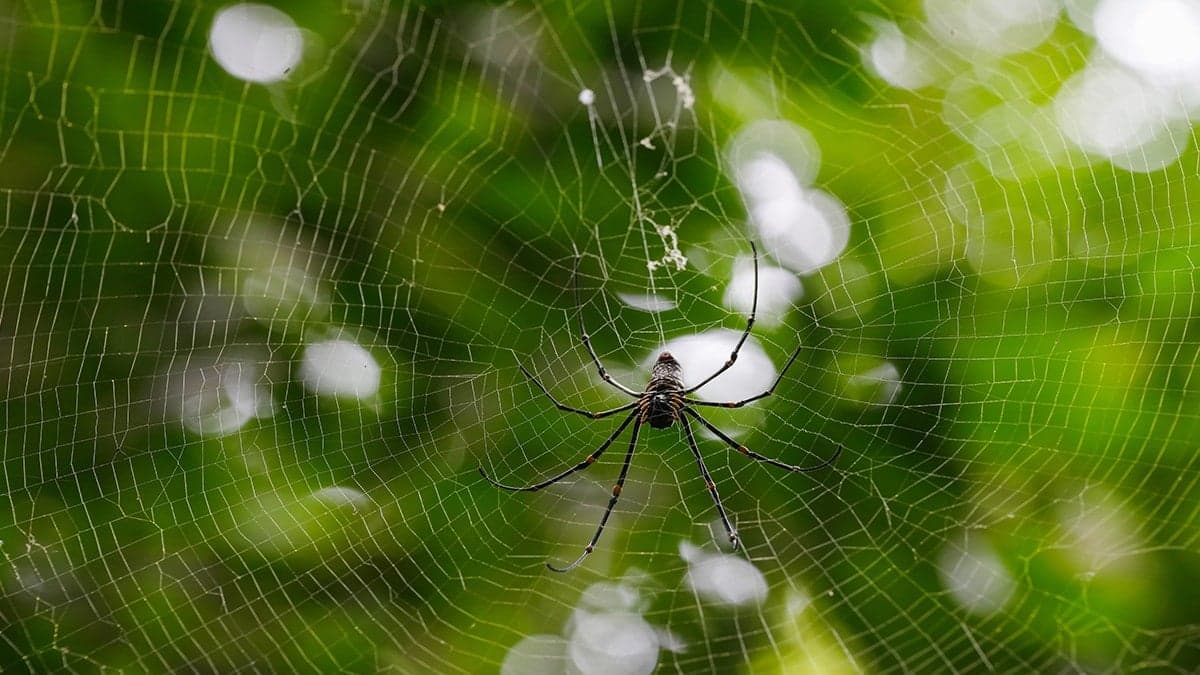 Örümcek gördüğünüzde dokunmayın, ona teşekkür edin