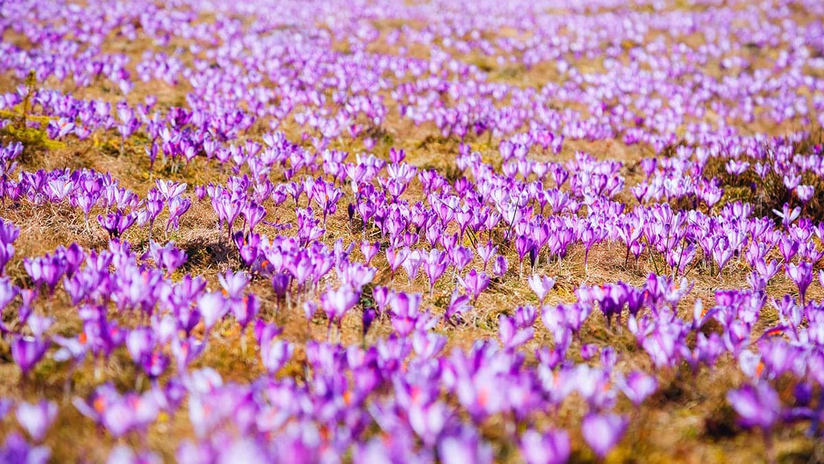 3 kilosu 1 daire ediyor