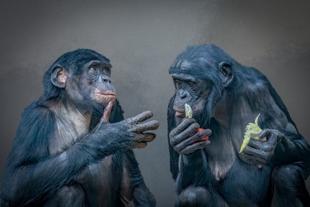 'Sarhoş' maymun hipotezi kanıtlandı: Testi geçemiyorlar