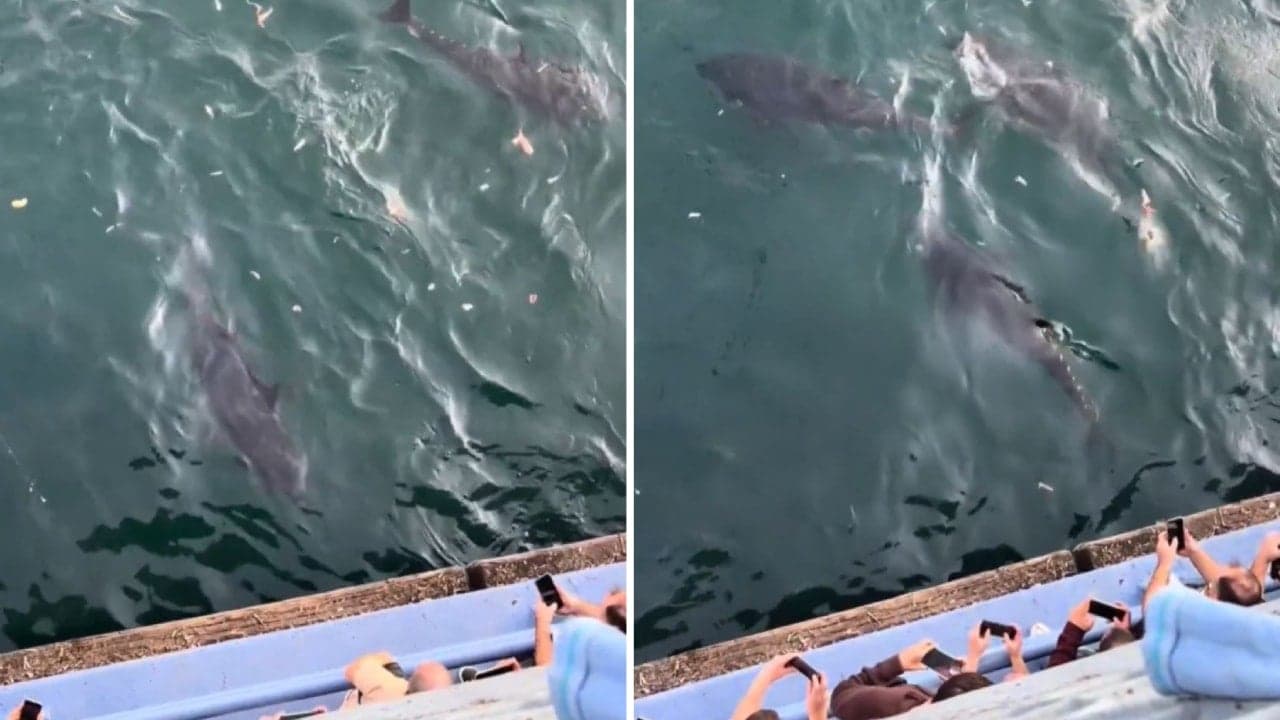 İstanbul Boğazı’na dev balık sürüsü akın etti! Kilosu piyasada 800 TL