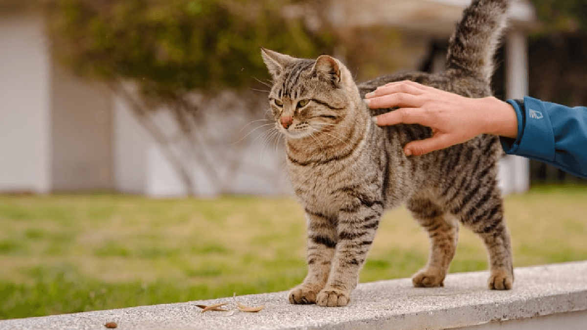 Tek çizik yetiyor: Kedilerden insanlara bulaşan mantar tespit edildi