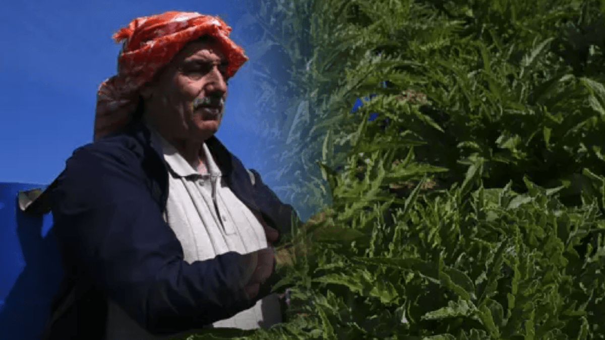 Tanesi 30 liradan başlıyor: Faydası saymakla bitmiyor, talep patlaması yaşandı