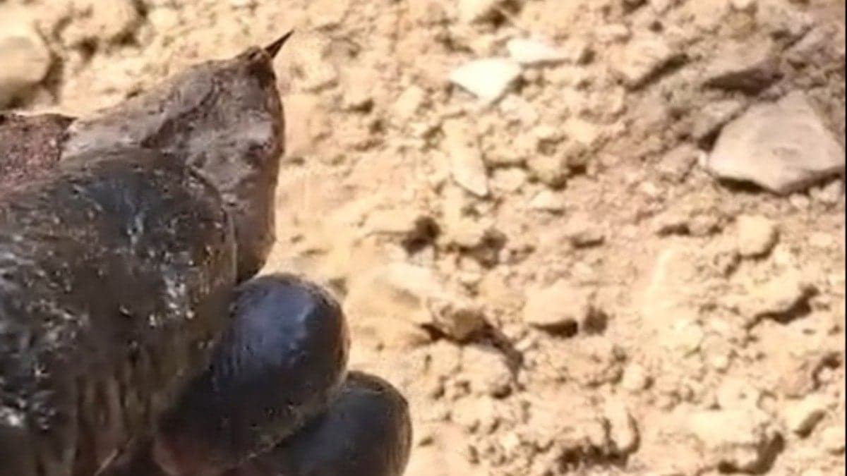 Türkiye'nin en zehirli türlerinden biri ormanda görüntülendi