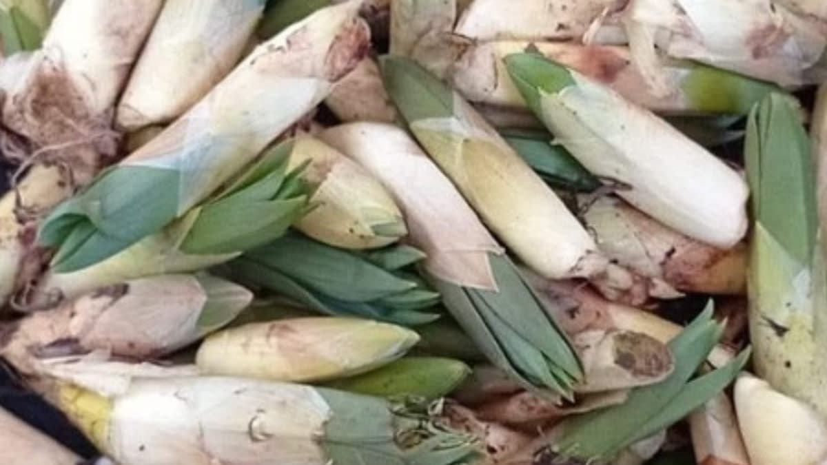 Pırasaya benziyor ama etkisi çok farklı: Dağlardan toplayan şifa buluyor