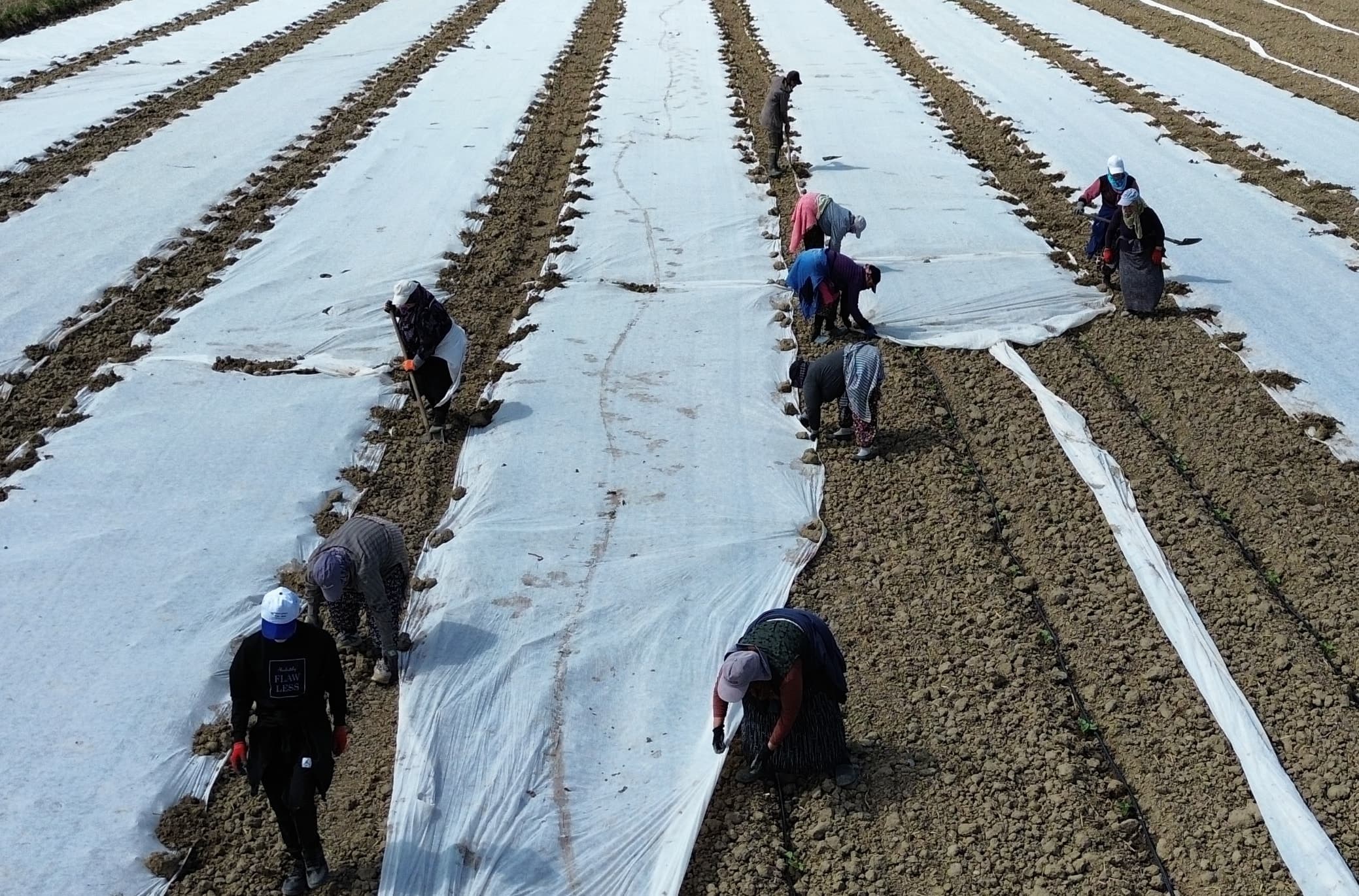 Yazın en çok tüketilen ürünü için hasat mesaisi başladı: Temmuzda kapış kapış gidecek