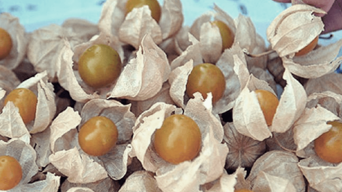 Kilosu servet değerinde: Üreten 1 senede evini arabasını alıyor