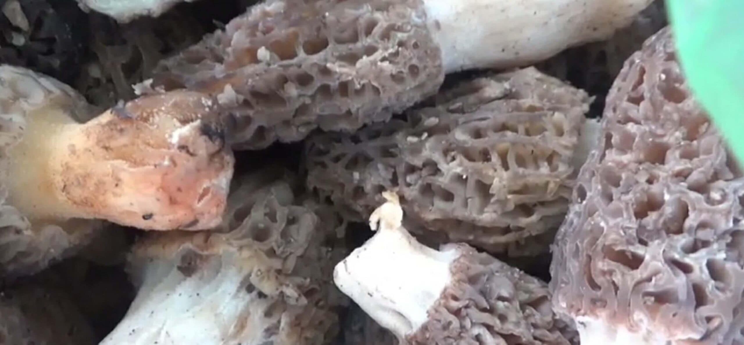 Köylüler dağ taş demeden arıyor: Toplayıp getirene kilosu için bin TL veriyorlar