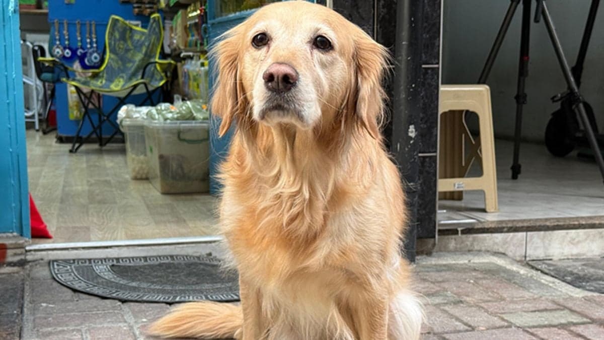 Yıllardır titreyen köpek bakın nasıl iyileşti