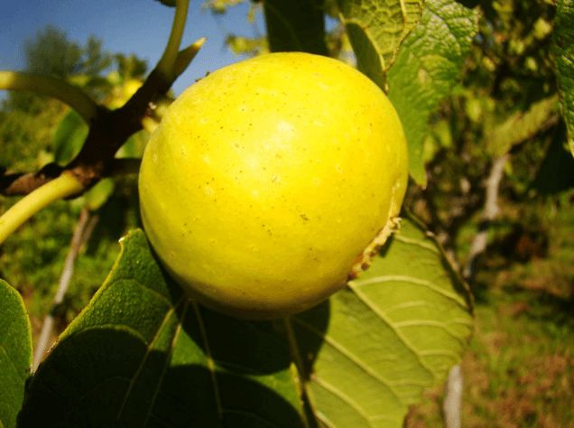 Tüm dünyanın gözü Aydın'da: 'Sarı altın' 100'den fazla ülkeye ihraç ediliyor