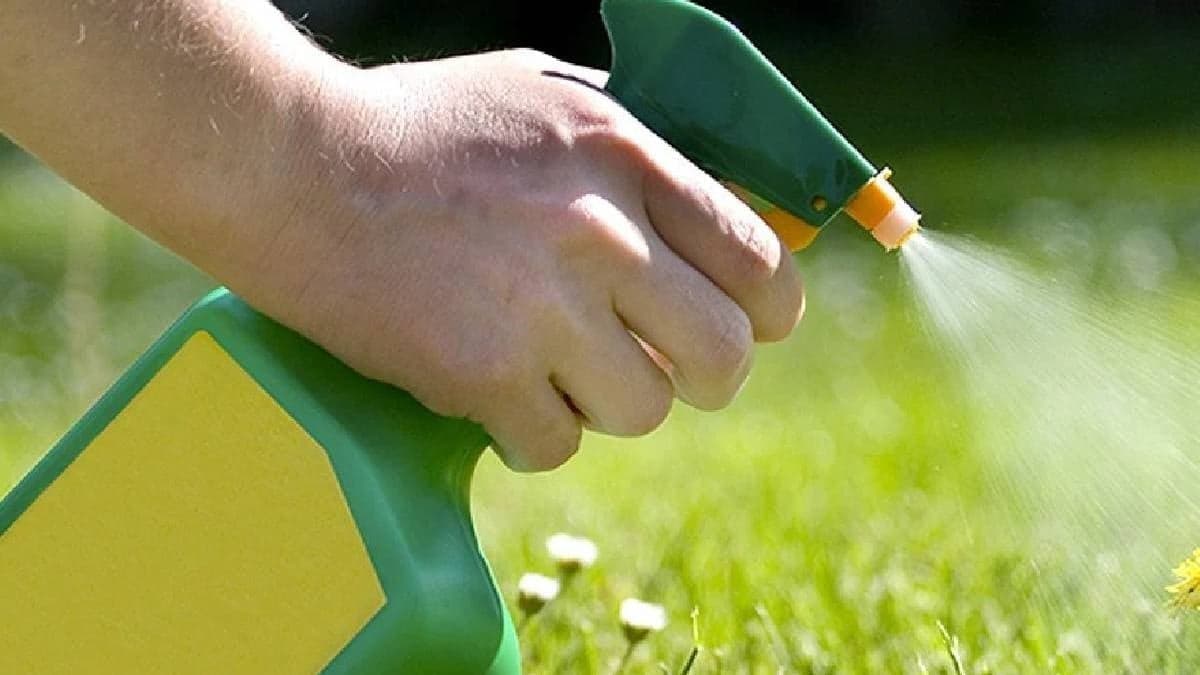 Kimyasal kullanmadan bahçelerdeki yabani otları yok eden basit yöntem