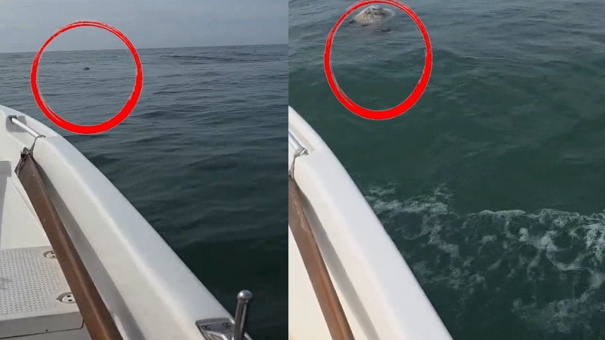 Denizin ortasında gördüğü şeye inanamadı: "Nereden düştü oraya?"