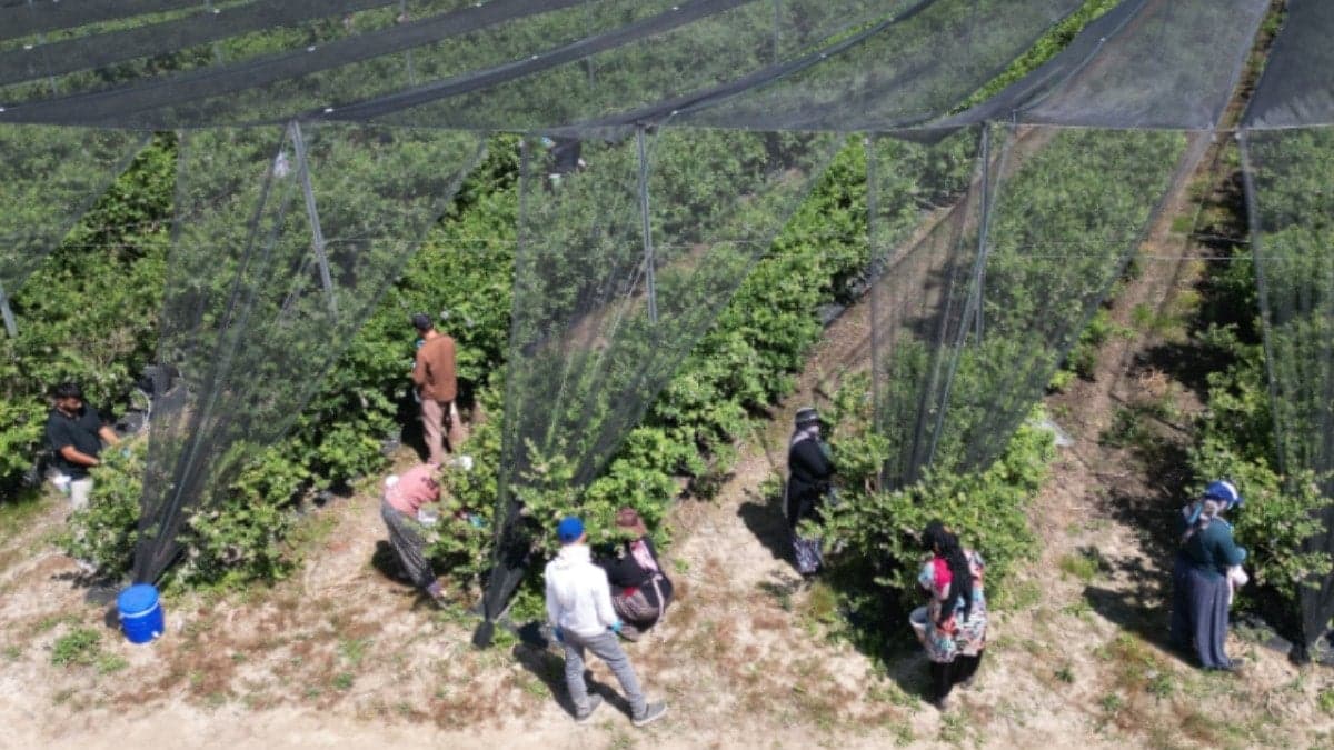 Mavi yemişte ihracat artışı: Almanlar ve İngilizler talep gösteriyor