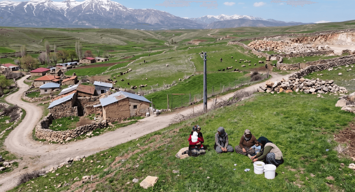 Doğada yetişen madımak bitkisi 250 liraya satılıyor