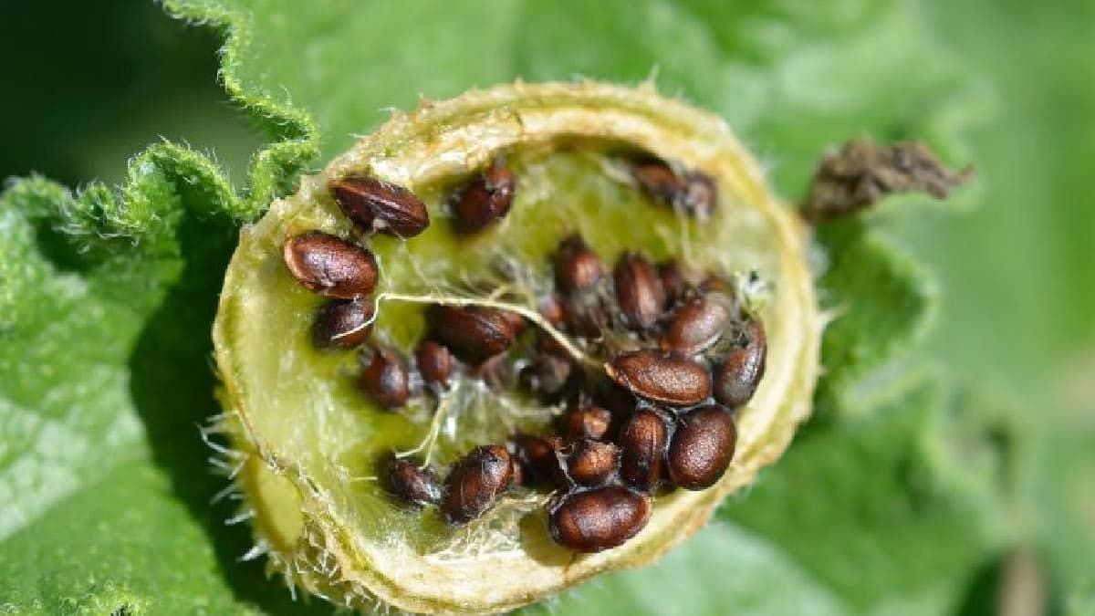 Eşek hıyarı bitkisinin meyveleri patlayarak tohumlarını yayar