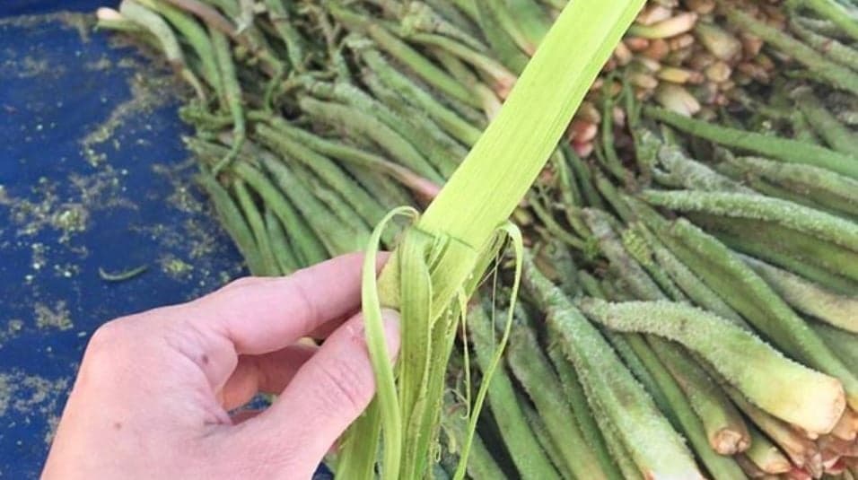 Yayla muzu tezgahlarda: Fiyatı 200 lira
