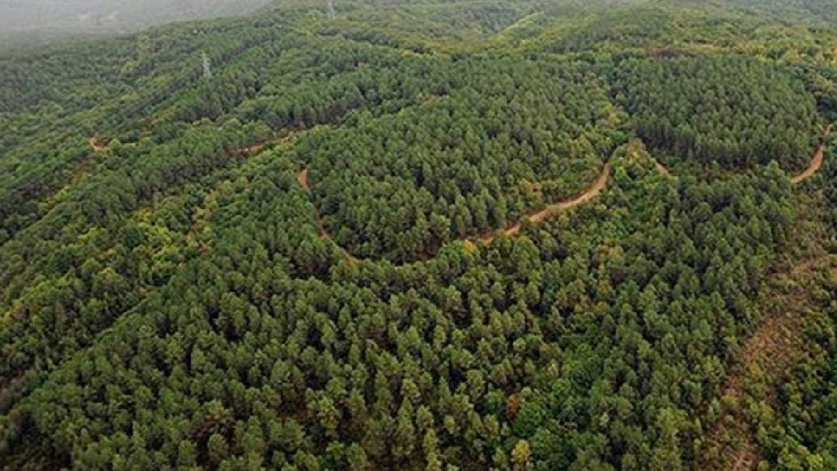 Çanakkale'de ormanlık alanlara girişler yasaklandı
